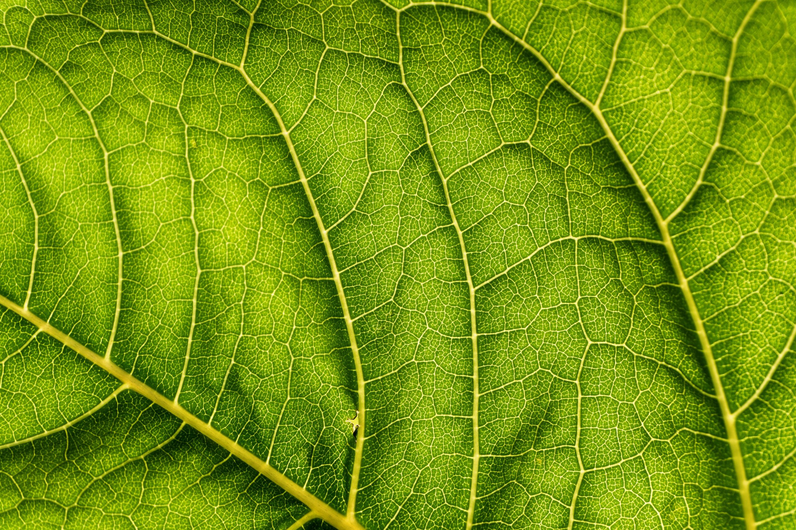 Green Tea Camellia Sinensis Leaf Extract