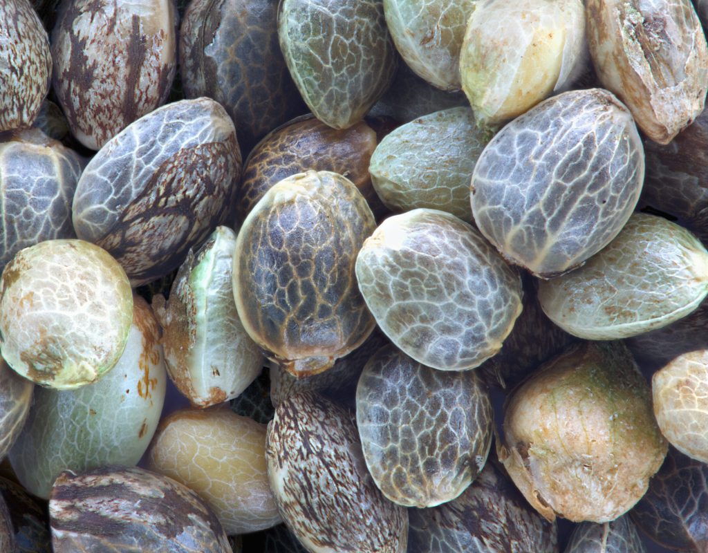 Close view of hemp seeds, macro photo